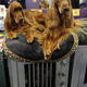 Illustration for article titled More Puppy Love From the Westminster Dog Show